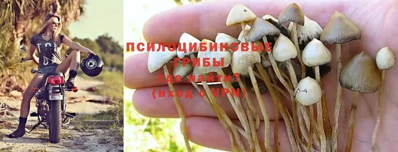 Галлюциногенные грибы Cubensis  цены   Жуков 